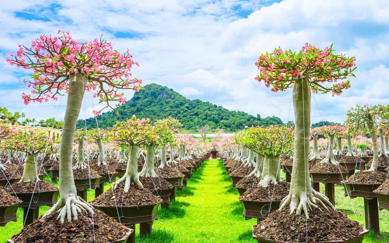 สวนนงนุช พัทยา มีราคาบัตรเข้าชมหลายแพ็กเกจ